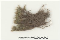 藏品(大葉濕原苔)的圖片